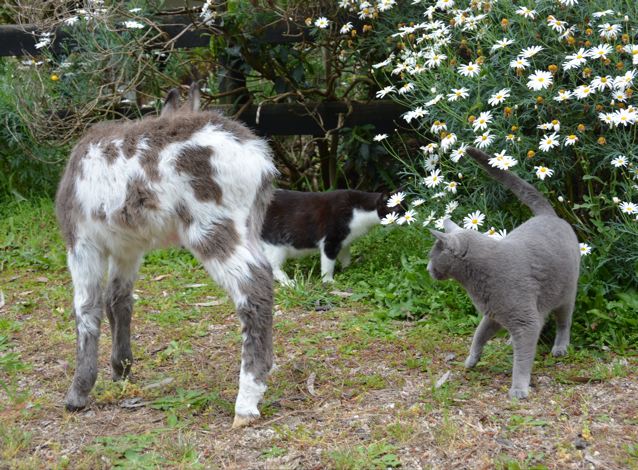 Poplargrove_Gunna_B_Famous_ dark_spotted_Miniature_Donkey_foal_playing_with_cats_photo